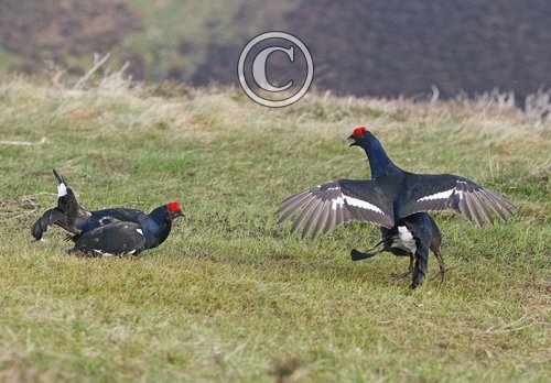 Pair Black Grouse Fighting DM1026